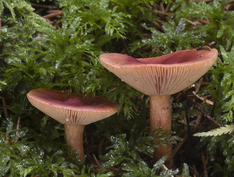 Lactarius sphagneti